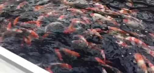 龍魚食用去蝦頭蝦尾嗎（12厘米以下的幼龍魚投喂小蝦時要去掉頭尾） 龍魚百科 第2張