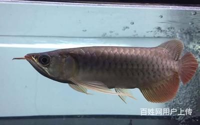 龍魚是泥鰍嗎（龍魚和泥鰍在分類、外觀、生活習(xí)性和用途等方面都有所區(qū)別） 龍魚百科 第3張