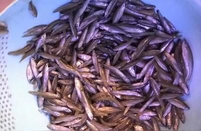 龍魚飼料自制（關(guān)于自制龍魚飼料的方法和注意事項(xiàng)） 龍魚百科 第4張