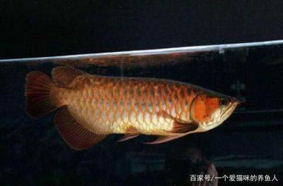 龍魚怕燈光是怎么解決（龍魚害怕燈光怎么辦） 龍魚百科 第4張