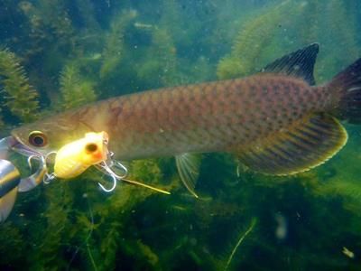 龍魚(yú)突然定著不怎么游（龍魚(yú)突然定著不怎么游可能由多種因素引起） 龍魚(yú)百科 第5張