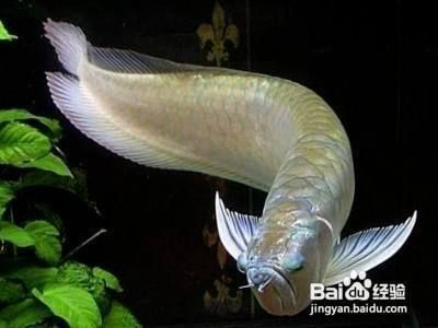 龍魚(yú)趴缸嘴巴一張一張（龍魚(yú)趴缸嘴巴一張一張的原因） 龍魚(yú)百科 第2張