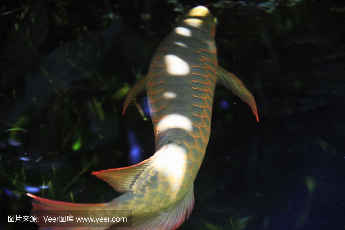 龍魚為什么不要景（養(yǎng)龍魚不能造景嗎？） 龍魚百科 第4張