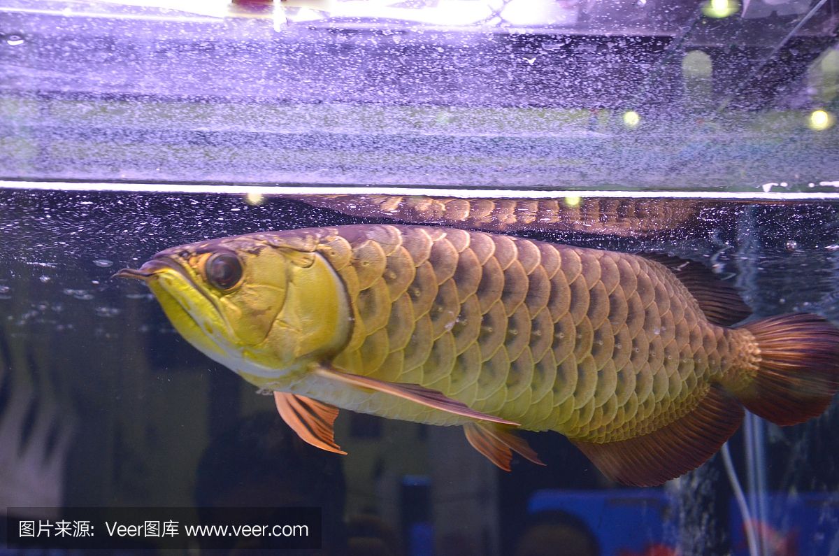 龍魚為什么不要景（養(yǎng)龍魚不能造景嗎？） 龍魚百科 第5張