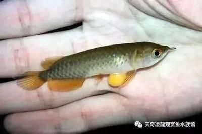 龍魚(yú)內(nèi)細(xì)菌感染的癥狀（龍魚(yú)細(xì)菌感染是一種常見(jiàn)疾病，它可能會(huì)導(dǎo)致一系列的癥狀）