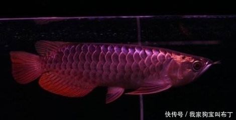 龍魚內細菌感染的癥狀（龍魚細菌感染是一種常見疾病，它可能會導致一系列的癥狀） 龍魚百科 第5張