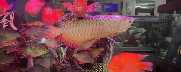 龍魚生病了可以用海鹽嗎（海鹽在一定程度上對龍魚驅(qū)蟲具有一定的作用） 龍魚百科 第2張