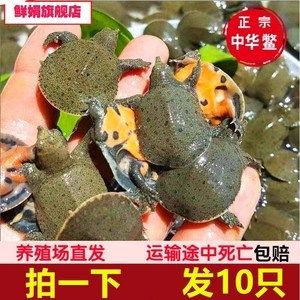 龍魚喂食甲魚苗好嗎（龍魚喂食甲魚苗在一定程度上是有益的但需謹慎操作） 龍魚百科 第4張