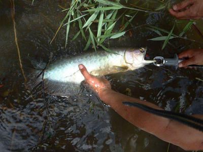 龍魚為什么停在水面上（龍魚停在水面上可能由多種因素引起龍魚停在水面上） 龍魚百科 第4張