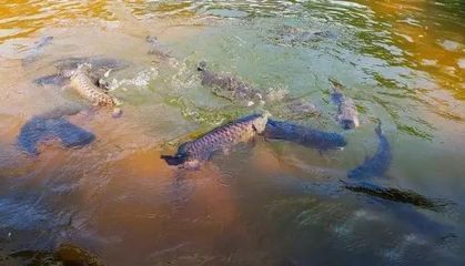 鸚鵡魚咬銀龍魚怎么辦（如果鸚鵡魚持續(xù)攻擊銀龍魚，應(yīng)該怎么辦，鸚鵡魚可以混養(yǎng)嗎）