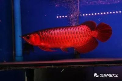 龍魚尾部棉絮狀顆粒如何資料（龍魚尾部出現(xiàn)棉絮狀顆粒怎么辦） 龍魚百科 第5張