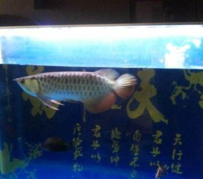 龍魚(yú)配幾條虎魚(yú)最好（將龍魚(yú)和虎魚(yú)混養(yǎng)時(shí)，有幾個(gè)因素需要考慮，） 龍魚(yú)百科 第3張