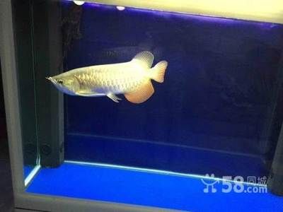 龍魚掃碼是怎么回事（鷹牌龍魚晶片掃碼器）