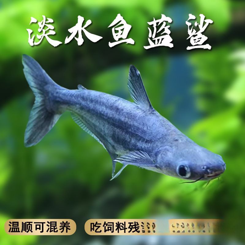 龍魚是上游魚嗎（龍魚在自然環(huán)境中傾向于在水域上層活動(dòng)層次的詳細(xì)信息）