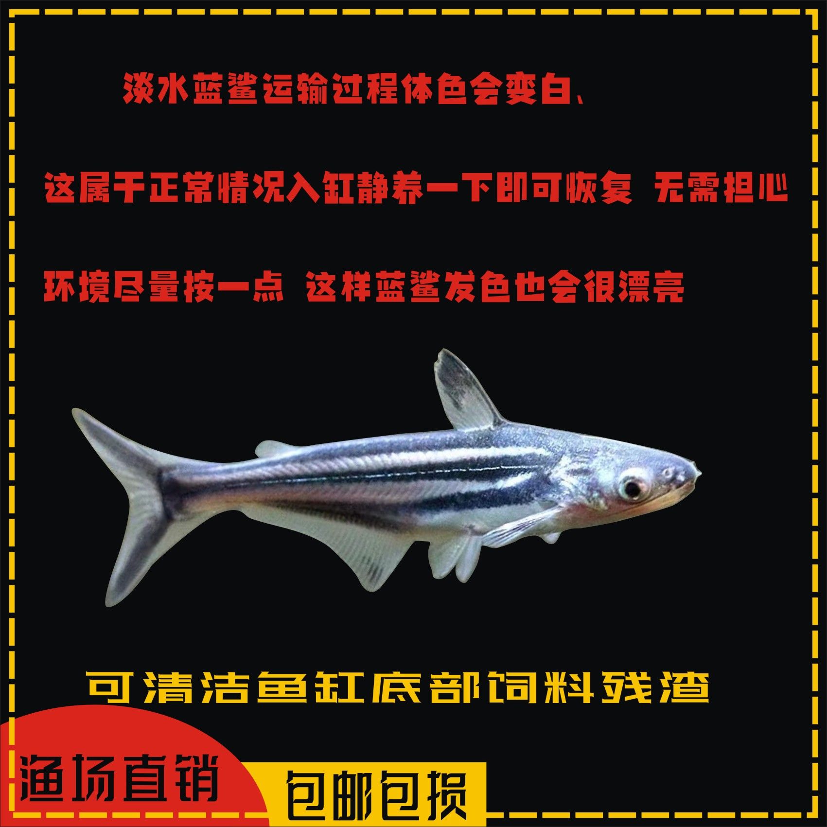 龍魚是上游魚嗎（龍魚在自然環(huán)境中傾向于在水域上層活動層次的詳細(xì)信息）