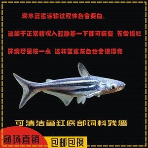 龍魚是上游魚嗎（龍魚在自然環(huán)境中傾向于在水域上層活動層次的詳細(xì)信息） 龍魚百科 第5張