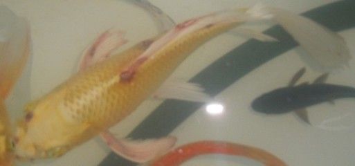 龍魚(yú)鱗下充血（龍魚(yú)鱗下充血可能由多種因素引起） 龍魚(yú)百科 第3張