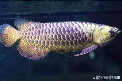 龍魚脫肛怎么治療（如何治療龍魚脫肛） 龍魚百科 第2張