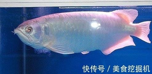 龍魚突然變的神經(jīng)質(zhì)了（龍魚突然變得神經(jīng)質(zhì)可能由多種因素引起）