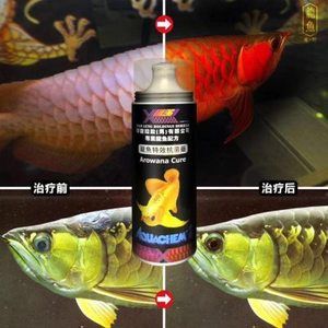 龍魚能用消化細(xì)菌嗎（龍魚可以使用硝化細(xì)菌嗎硝化細(xì)菌對(duì)魚類健康有益嗎） 龍魚百科 第2張