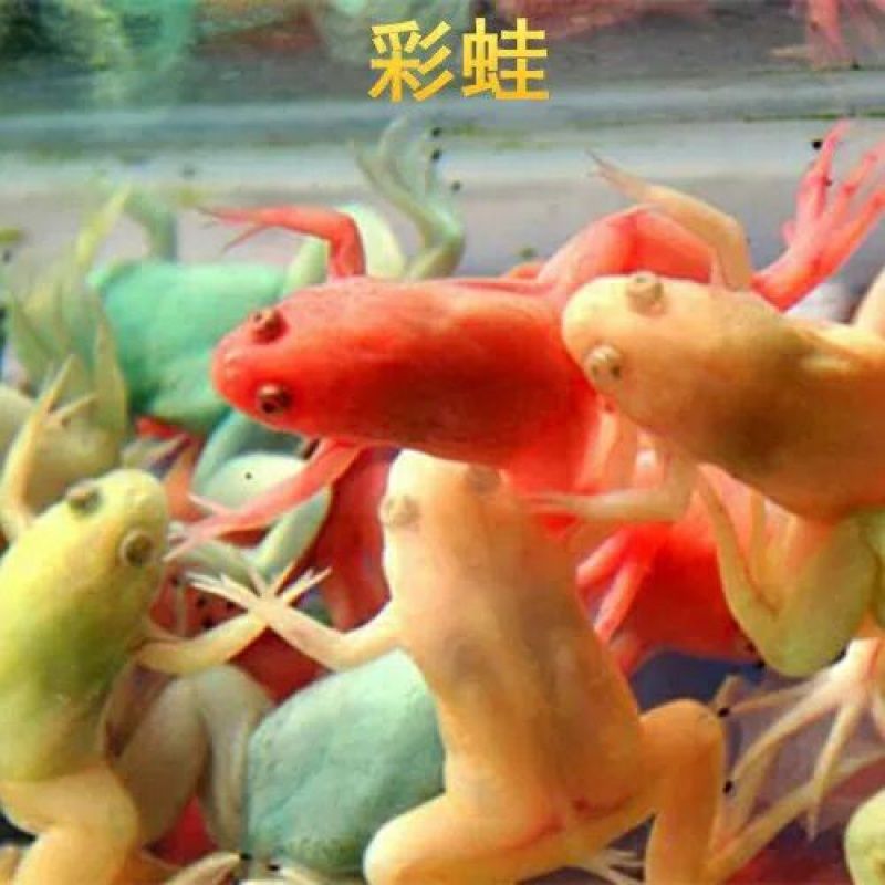 龍魚能冷水養(yǎng)嗎（龍魚不可以用冷水養(yǎng)嗎？）