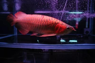 龍魚萬吉是什么意思（萬吉紅龍魚指的是紅龍魚的亞種，具體含義可能因地區(qū)和個人不同而有所差異） 龍魚百科 第2張