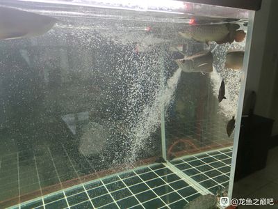 龍魚為什么頂著出水口游來游去（為什么龍魚頂著出水口游來游去？） 龍魚百科 第5張