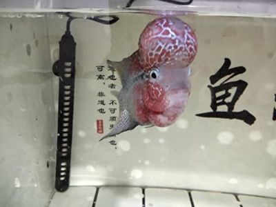 龍魚(yú)爬鱗需要多久（過(guò)背金龍魚(yú)的爬背過(guò)程通常需要3年左右的時(shí)間才能結(jié)束） 龍魚(yú)百科 第3張