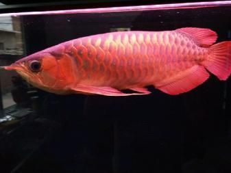 龍魚起水泡用仟湖5號(hào)還是4號(hào)（龍魚起水泡使用仟湖5號(hào)藥水） 龍魚百科 第5張