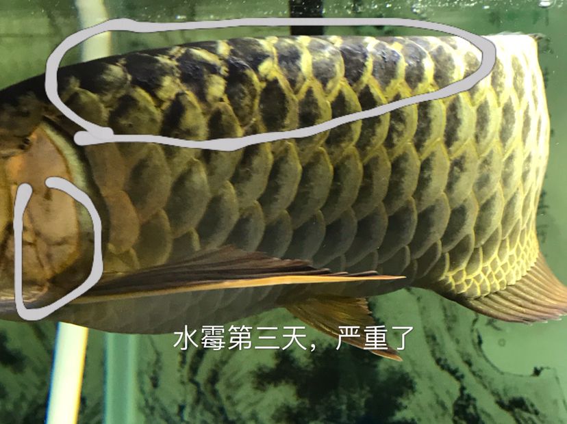 龍魚水霉反反復復怎么回事（龍魚水霉病反復發(fā)作的原因） 龍魚百科 第3張