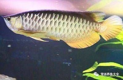 龍魚(yú)生病了是什么癥狀 龍魚(yú)百科 第4張