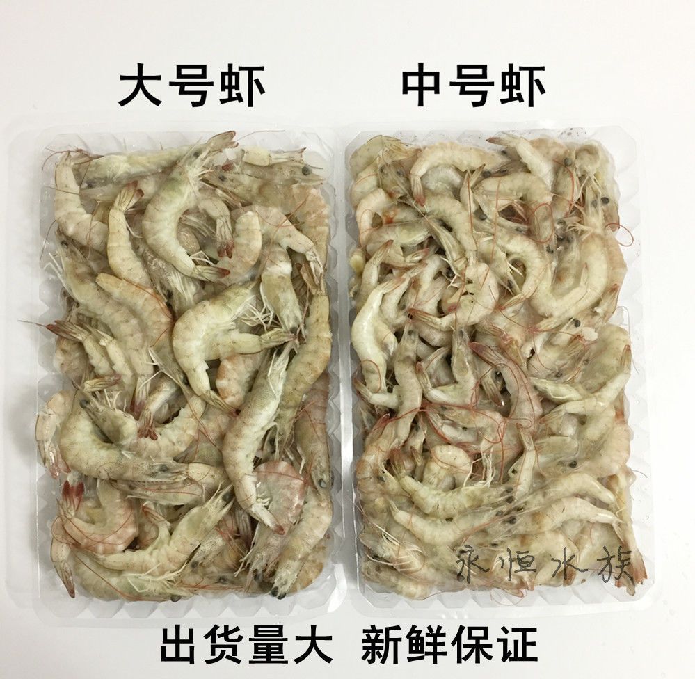 龍魚每次喂多少蝦仁（成年龍魚喂食蝦仁的具體建議） 龍魚百科 第3張