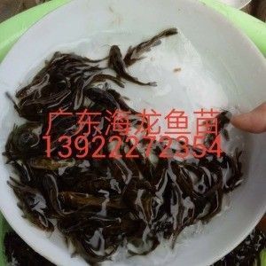 龍魚苗用什么開口（龍魚苗開口餌料的選擇） 龍魚百科 第3張