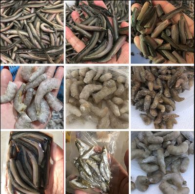 龍魚(yú)飼料是喂凍小魚(yú)好還是凍蝦好？（凍小魚(yú)和凍蝦哪個(gè)更好）