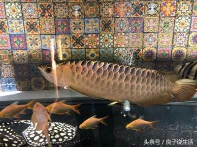 龍魚為什么會自己撞死自己（龍魚為什么會撞缸？） 龍魚百科 第4張