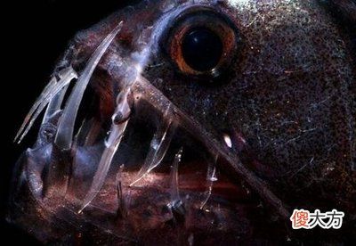 龍魚水質700啥時候能下去（“龍魚水質700”代表什么單位和指標和單位和指標） 龍魚百科