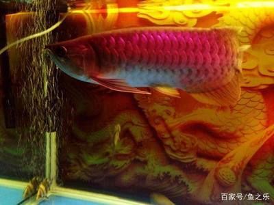 龍魚馬蹄印好還是不好（馬蹄印與龍魚品質(zhì)的關(guān)系）