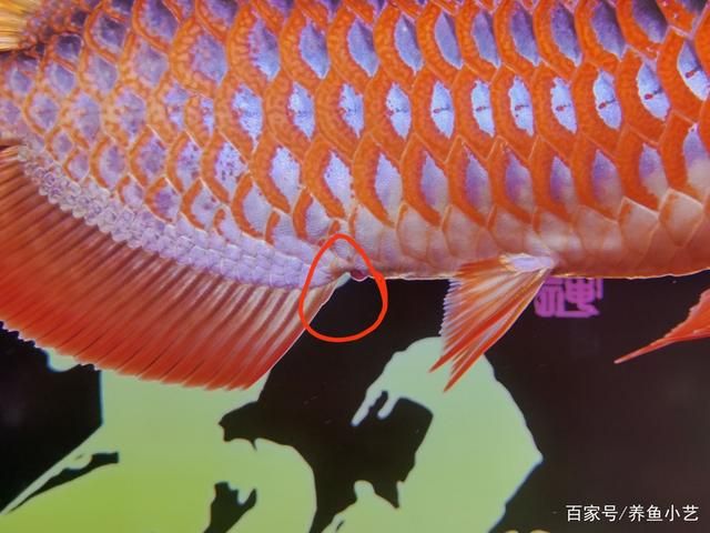 龍魚脫肛會(huì)死嗎（龍魚脫肛會(huì)導(dǎo)致死亡嗎） 龍魚百科 第4張