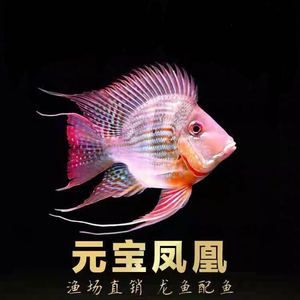 龍魚配元寶鳳凰好嗎（龍魚和元寶鳳凰混養(yǎng)可以嗎） 龍魚百科 第5張