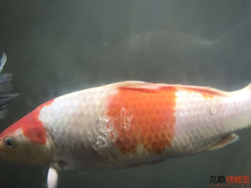 龍魚(yú)鰭碎了多久能長(zhǎng)好（龍魚(yú)鰭碎了怎么修復(fù)） 龍魚(yú)百科 第5張