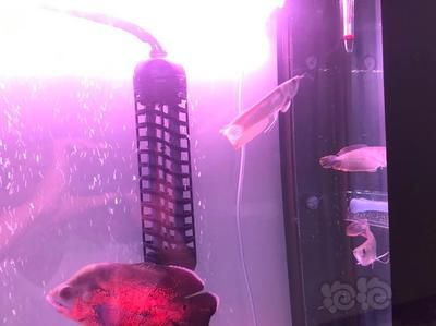 龍魚飼料要增色瞠是增大（龍魚增色飼料是否能增大，龍魚飼料的效果并不明顯） 龍魚百科