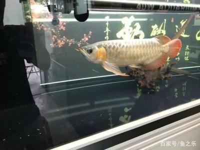 龍魚身體突然變彎了（龍魚身體突然變彎可能由多種因素引起） 龍魚百科 第4張