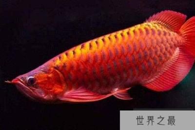 龍魚什么品相最貴（龍魚中最貴重的品種及其特點(diǎn)） 龍魚百科 第2張