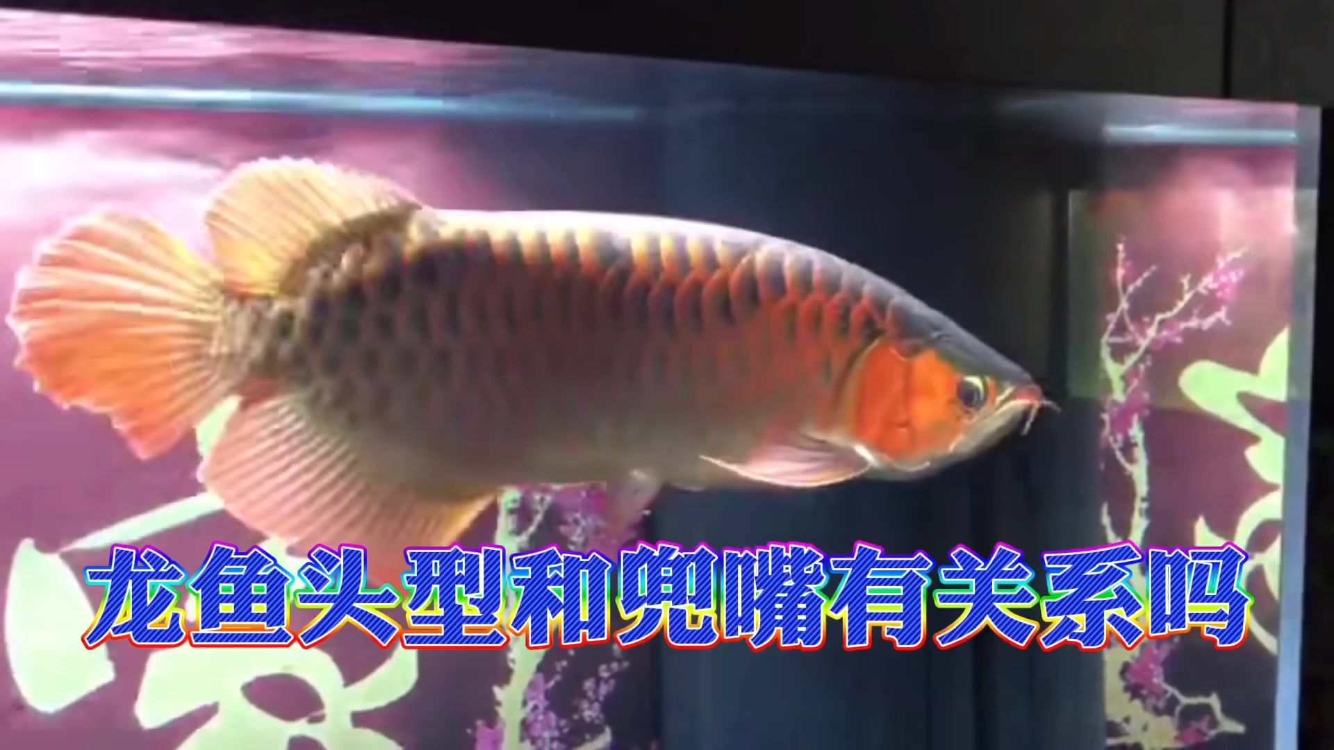 龍魚啥頭型不容易兜嘴（不易兜嘴的龍魚頭型應該是頭型端正、沒有明顯兜嘴跡象的個體）