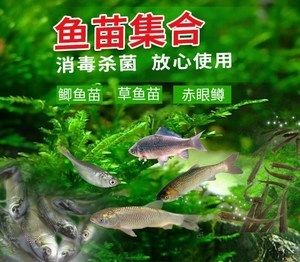 龍魚是喂飼料好還是活魚（給龍魚喂食飼料好還是活魚好） 龍魚百科 第5張