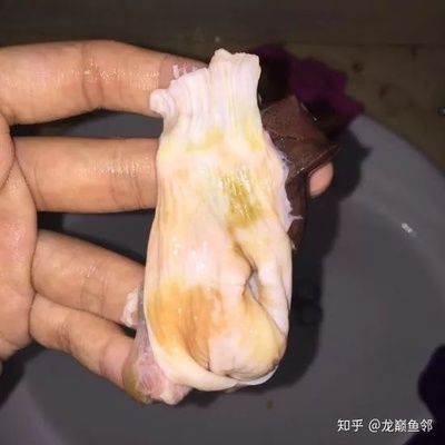 龍魚吐胃袋喂土霉素行嗎（使用土霉素治療龍魚吐胃袋需要注意什么？） 龍魚百科