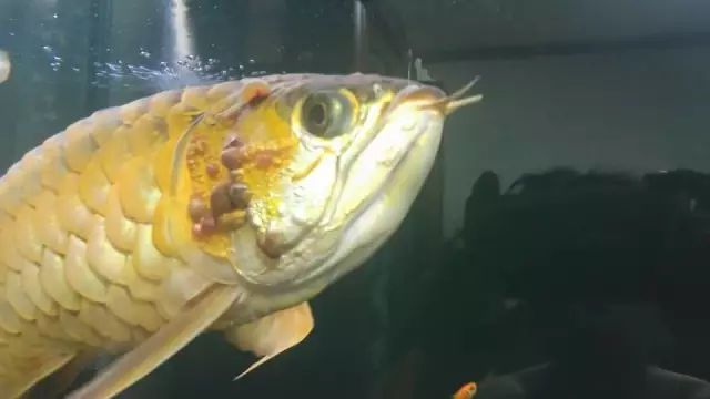 龍魚抬頭吸一口氣（龍魚抬頭吸一口氣是怎么回事？）