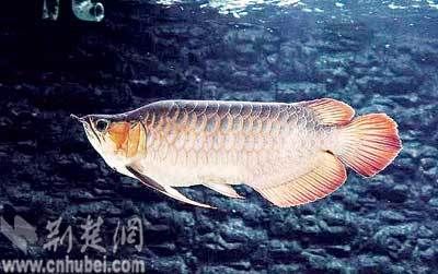 龍魚抬頭吸一口氣（龍魚抬頭吸一口氣是怎么回事？） 龍魚百科 第3張