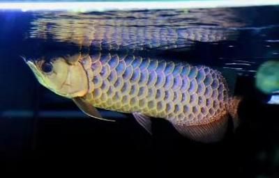 龍魚為什么喜歡浮在水面（龍魚浮在水面可能由多種原因造成） 龍魚百科 第3張