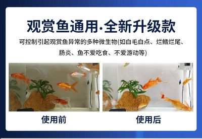 龍魚起白毛什么?。堲~起白毛怎么辦）